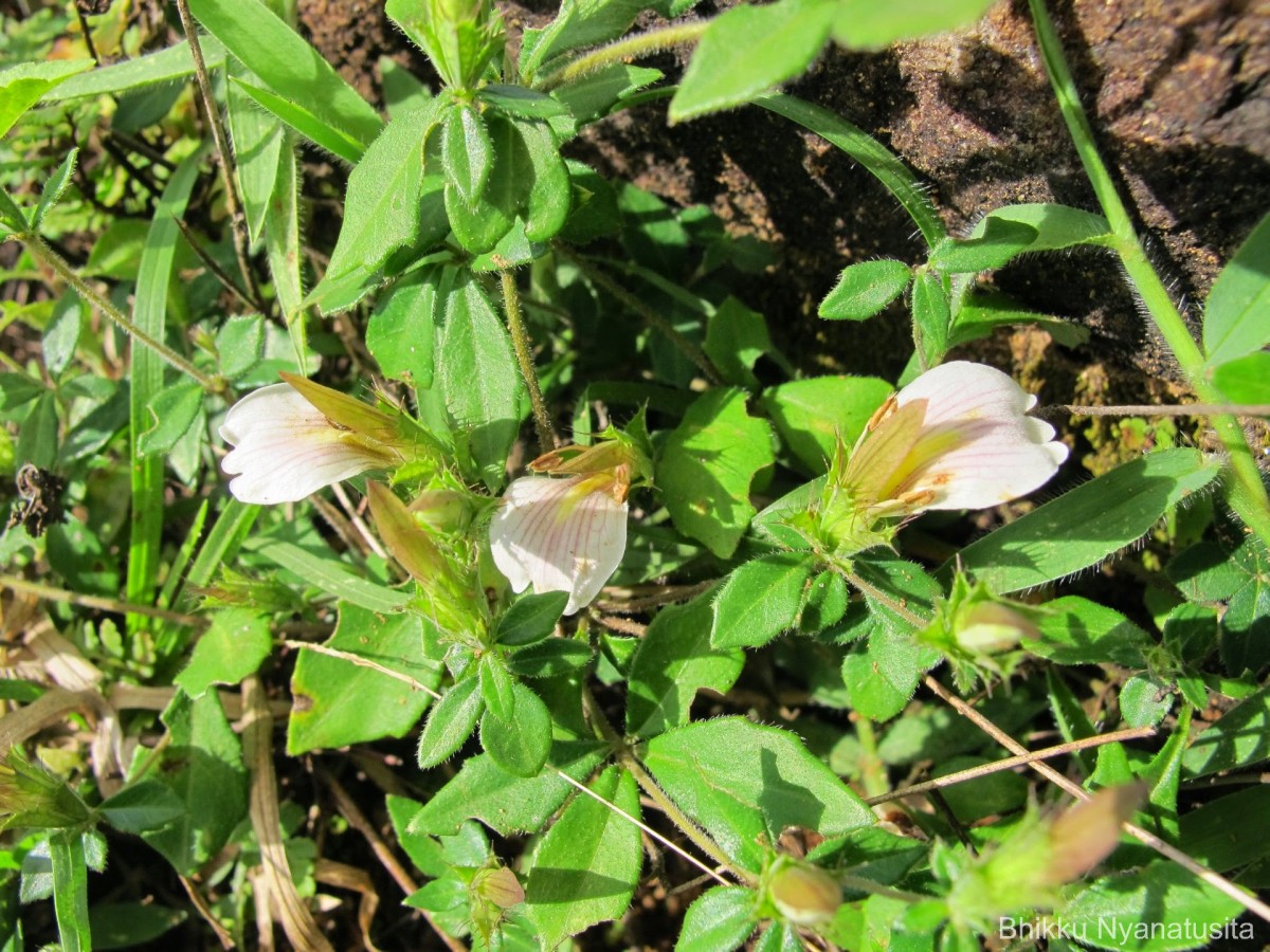 Blepharis maderaspatensis (L.) B.Heyne ex Roth